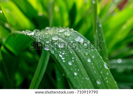 a lot of rain drops on a blade of grass, summer day green background