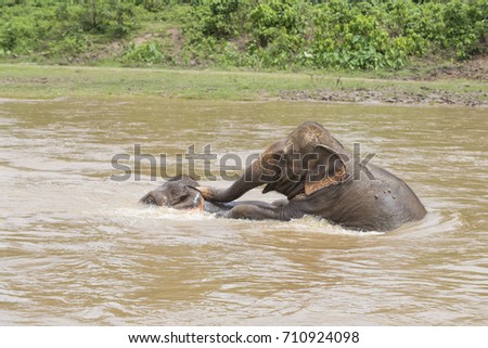 Elephant love in the river