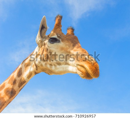 The big giraffe at the zoo. Animals in captivity