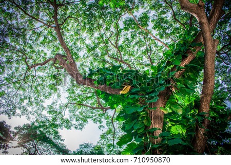 Pothos or Devil's ivy (Epipremnum aureum) the tropical evergreen vines with large green leaves climbing on Rain Tree or East Indian Walnut
