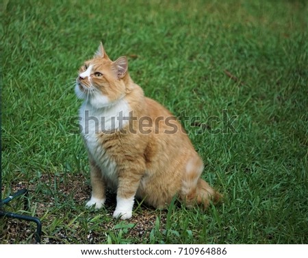 A stripe orange male cat with white neck is sitting on the green grass under the bird feeder looking forwards to hunt the birds on there ,summer in Ga USA