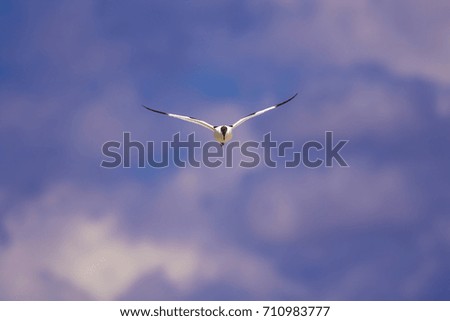 Flying bird. Blue purple sky background. Pied Avocet / Recurvirostra avosetta