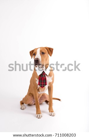 Mixed Breed Fawn Colored Dog Wearing Tie and Collar Neck Accessory 