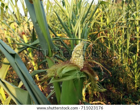 A selective focus picture of corn cob in organic corn field.