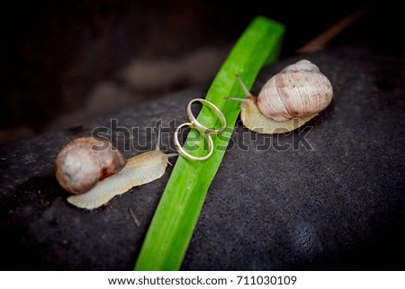 Two snails near the wedding rings lying on a green leaf an outdoor