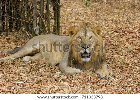 Asiatic Lion in a national park in India. 