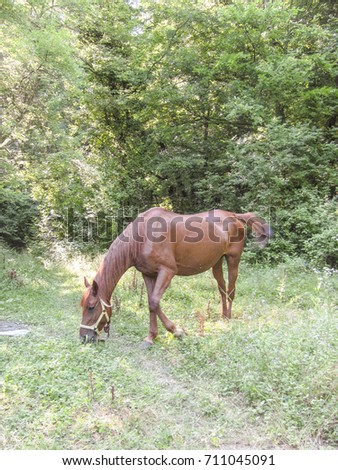 Horses in the wood. Maintenance of horses.