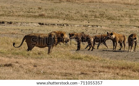 Great Stand-off Lion with Hyenas