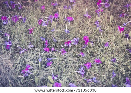 Violet flowers crumbled on the cropped lawn.