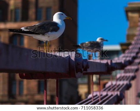 Seagulls on the constructions of the South Portland Street Suspension Bridge, Glasgow