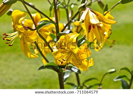 Lily flower. Yellow Lily tree
