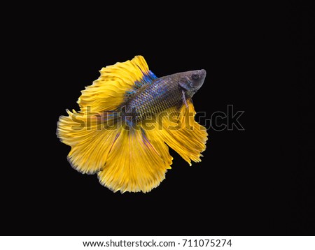 Yellow tail of half moon fish a nice color of Betta or Siamese fighting fish.