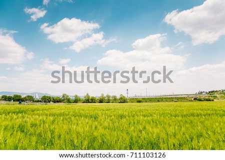 Barley field with blue sky at spring day in Korea
