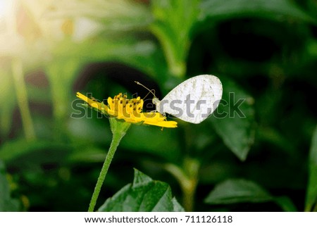 Close up grey butterfly on yellow flowers fields with blurred background