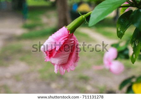 Hibiscus flower color pink
