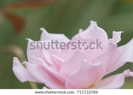 Soft focus of Pink rose.