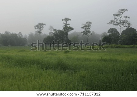 Fog over Morning Field: beautiful green meadow in heavy mist with lonely trees