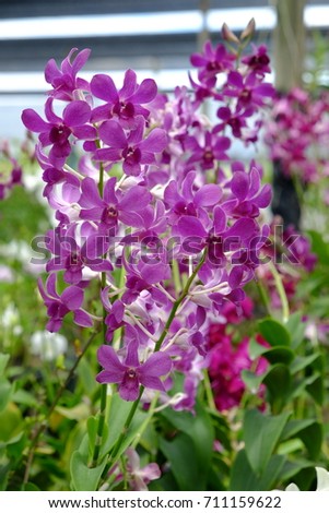 Beautiful pink dendrobium orchid, Thailand