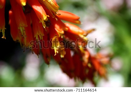 Macro caption of orange flower