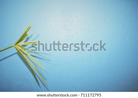 Green leaf with white and blue wall.