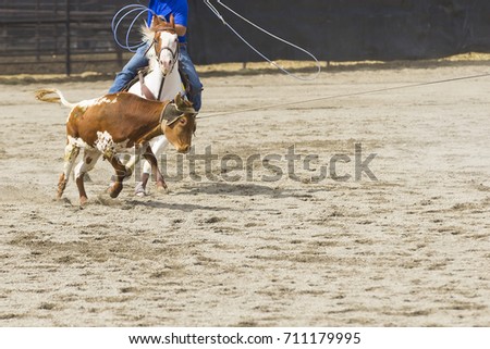 Rodeo Cowboys Heading and Heeling Team Calf Roping with shallow depth of field.  Focus is on the Cow.
