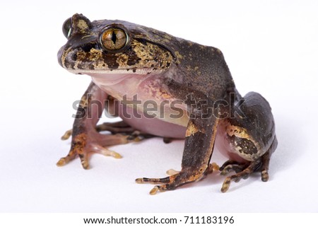 Hairy frog, Trichobatrachus robustus