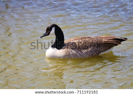Goose in the summer 