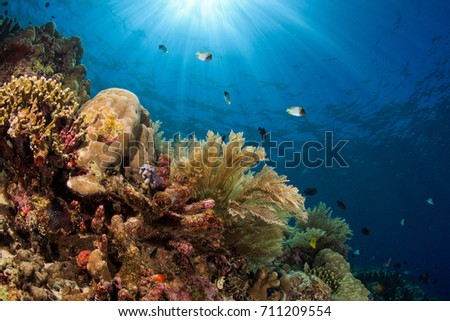 Coral reef in Manado, Indonesia Royalty-Free Stock Photo #711209554