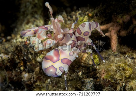 Harlequin shrimp in the Lembeh Strait, Indonesia