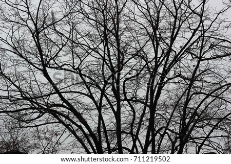 A large tree without leaves in winter