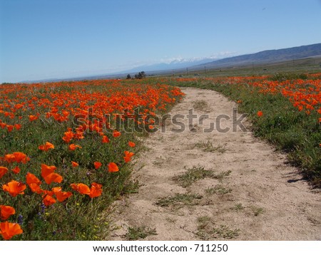 Antelope Valley Poppy Reserve in Southern California