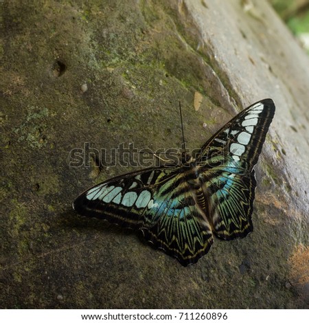 Beautiful blue and green butterfly, the Blue Clipper Butterfly, Parthenos Sylvia Lilacinus on rock in nature, thailand.