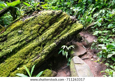 green moss in the forest background
