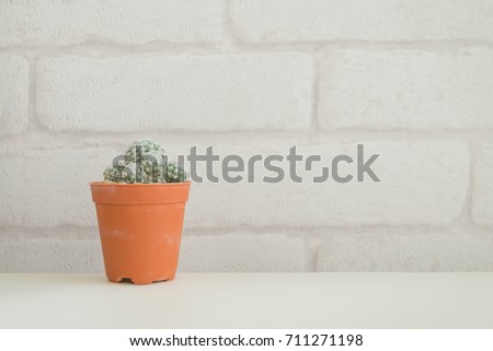 Cactus on white table and white brick wallpaper background with copy space