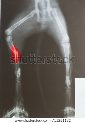 x ray fracture of dog's leg  with red maker