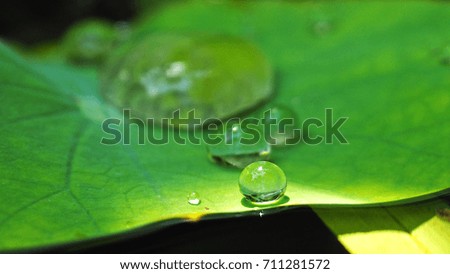 Water drop on lotus leaf for background or wallpaper