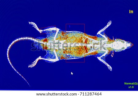 Digital image of animal x-ray software in monitor
