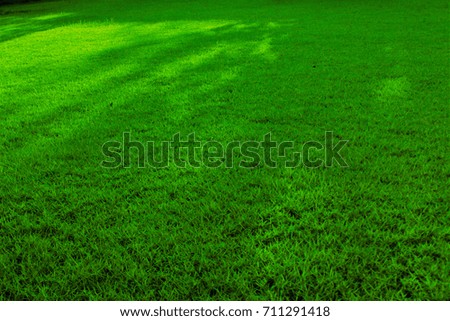 Green grass with the evening light used as background.