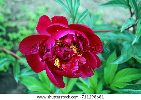Beautiful fine flowers peonies summer blossoming buds