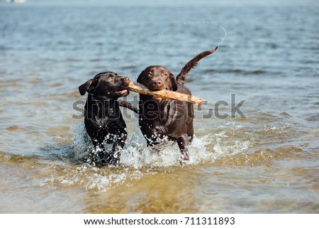 two cheerful brown labradors play in water. summer day