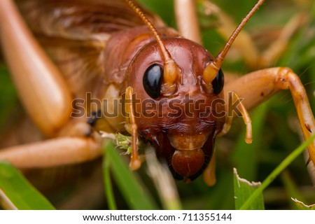 Nature Scene of giant cricket in Sabah, Borneo , Close-up image of Giant Cricket