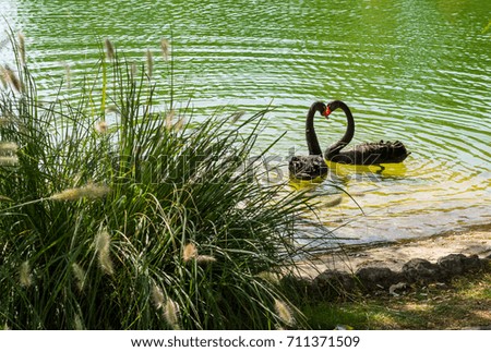 couple of black swans swimming in the lake, forming a hearth shape