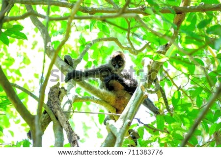 spider monkey Costa Rica