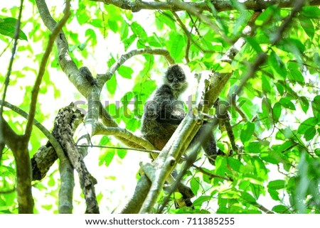 Spider monkey Costa Rica