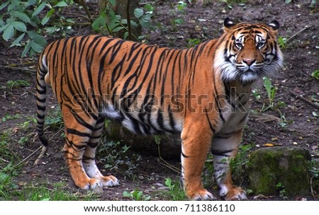 Tiger, Panthera Tigris sumatrae, great cat