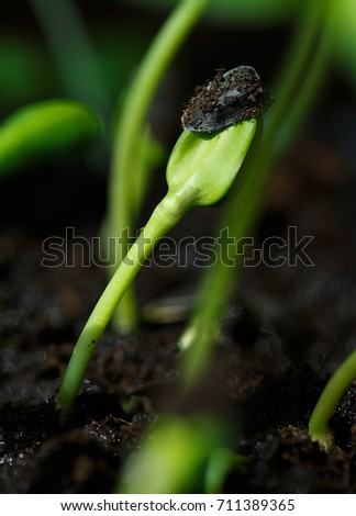  Young sunflower sprout growing from the soil. Sunflower sprout. 