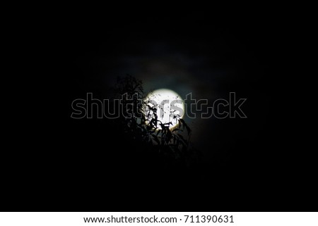 Night Sky with Moon Behind Tree