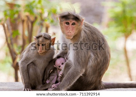 Bonnet Macaque family Bangalore India.