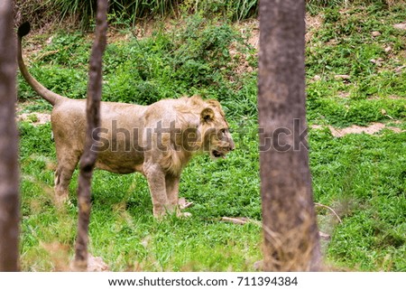 Asiatic Lion in a national park in India. 