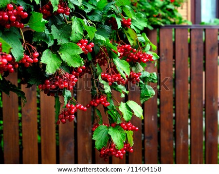 Ripe garden red viburnum